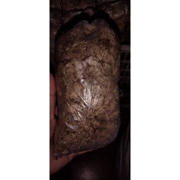 media tanam MOS putih ( media taman anggrek )