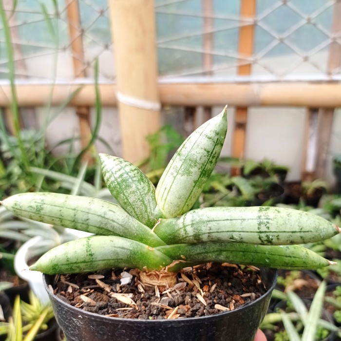sansevieria boncel platinum cross KAKTUS SUKULEN | TANAMAN HIAS