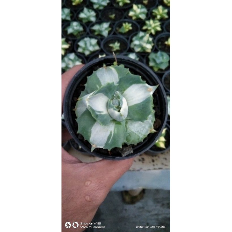 

Agave Shijiriozin putih