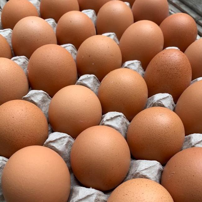 

➩ Telur Ayam Negeri isi 30 ♦