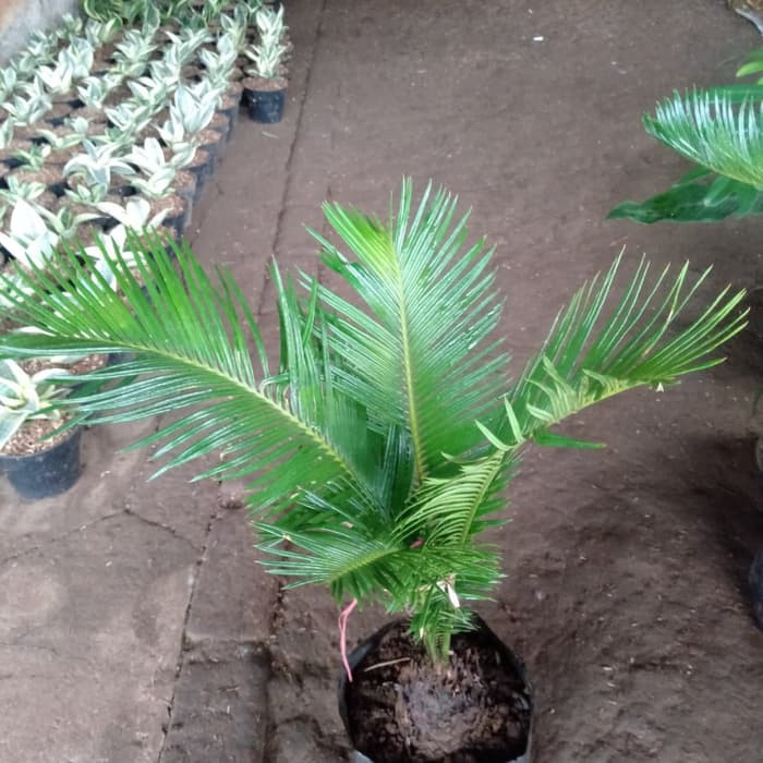 Tanaman hias sikas + pot tawon putih ukuran 24 / pohon palm sikas