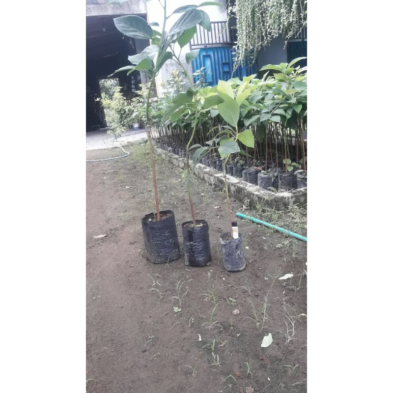 bibit alpukat okulasi