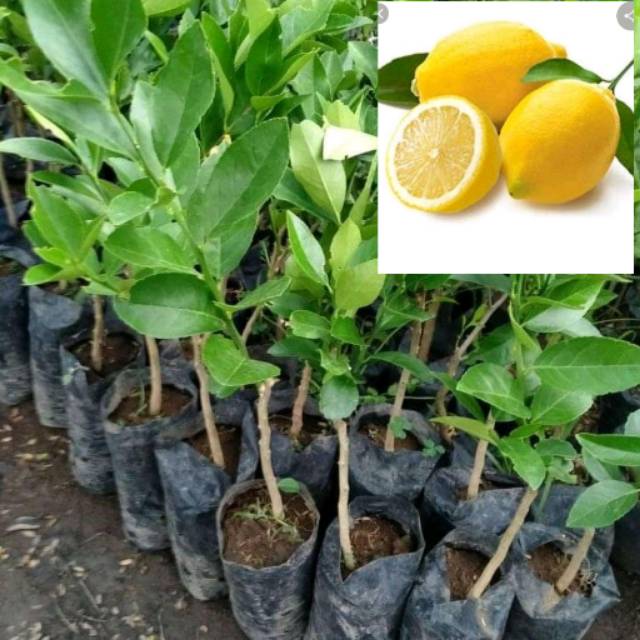 bibit jeruk lemon california