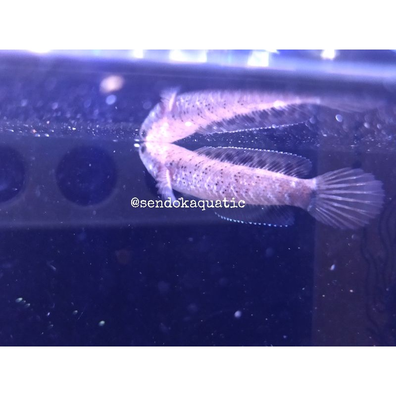 CHANNA RED STRIP PULCHRA 5-6CM