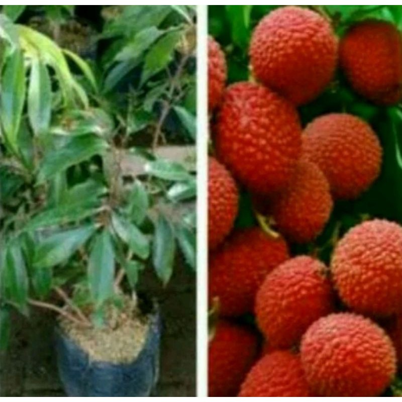 Bibit Tanaman Buah Leci Kom leci Manis