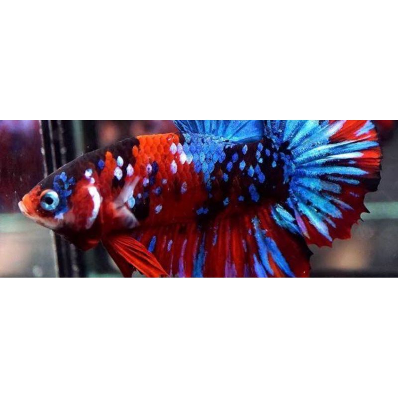 avatar X NEMO COOPER produk baru naik daun