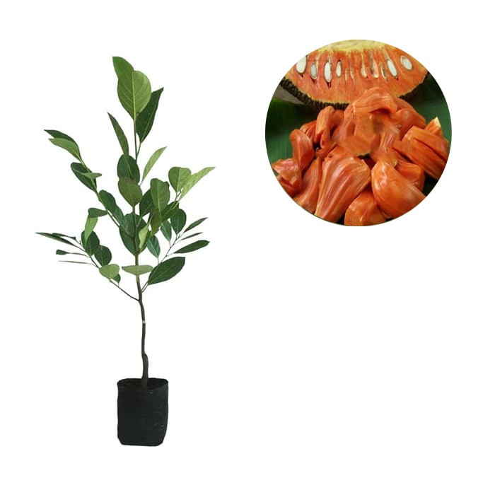 

Bibit Buah Nangka Mini Super Orange