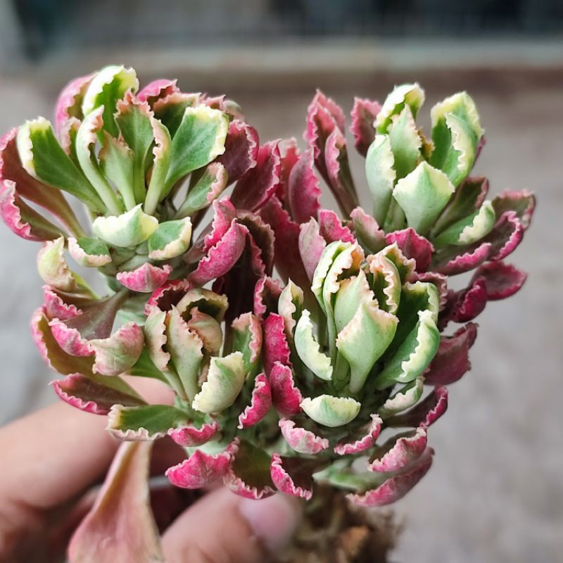 Monadenium Stapeliodes Varigata