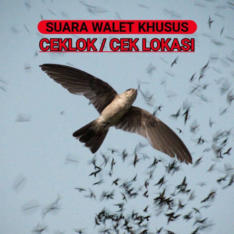 Suara Walet CEKLOK Cek Lokasi burung Walet, Suara Pengumpul burung walet
