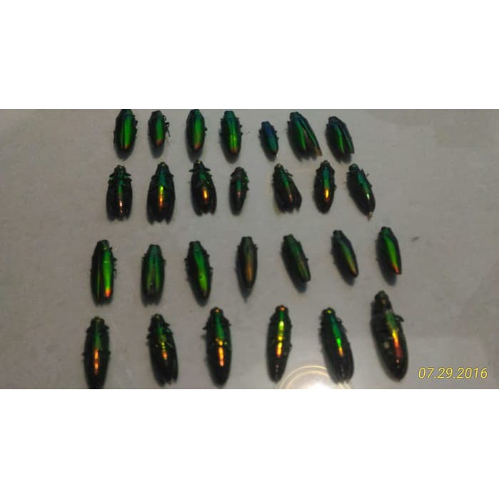 Kumbang Samber Lilin Samber Iler Berkualitas Pilihan Diskon