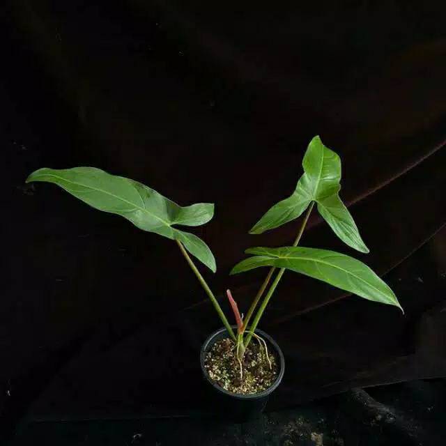 Bibit Tanaman Hias Philodendron Mexicanum Shopee Indonesia