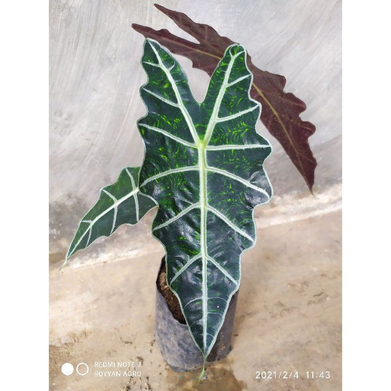 bunga keladi Amazon/alokasia Amazon/alocasia Amazon/amazone
