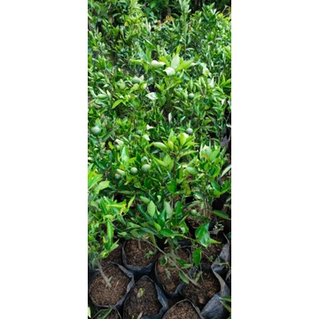 

Bibit Jeruk Santang Madu Sudah Berbuah Hasil Okulasi