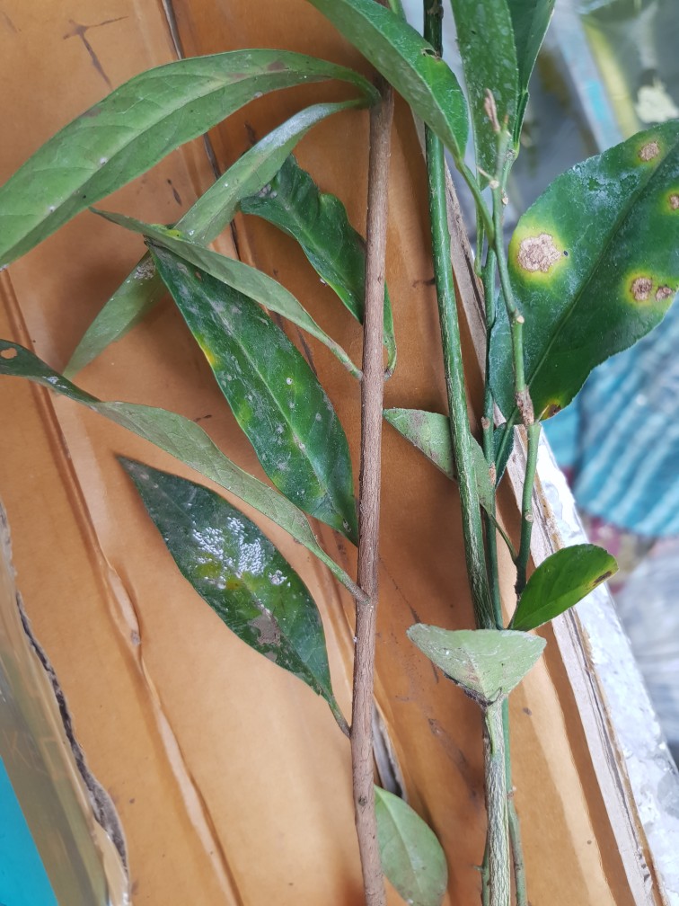 Bibit Tanaman Jeruk Nipis Seedling