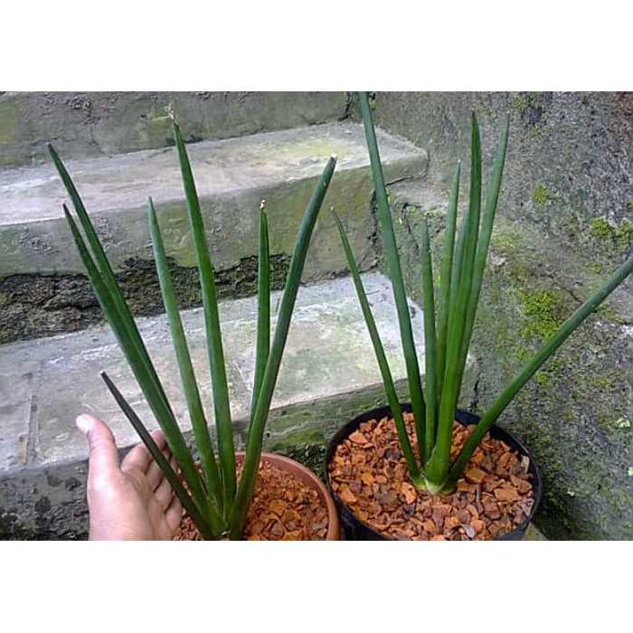 Tanaman SENSIVERA | sensivera belut | sensivera | lidah martua