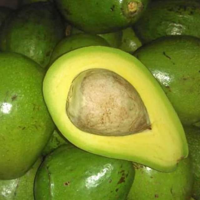 

Alpukat Mentega 1kg