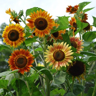 Biji Bunga Matahari Evening Sun  Sunflower Evening  Sun  Mr 