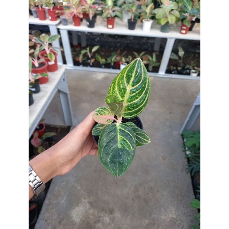 aglonema anakan rinjani rimbun ekonomis