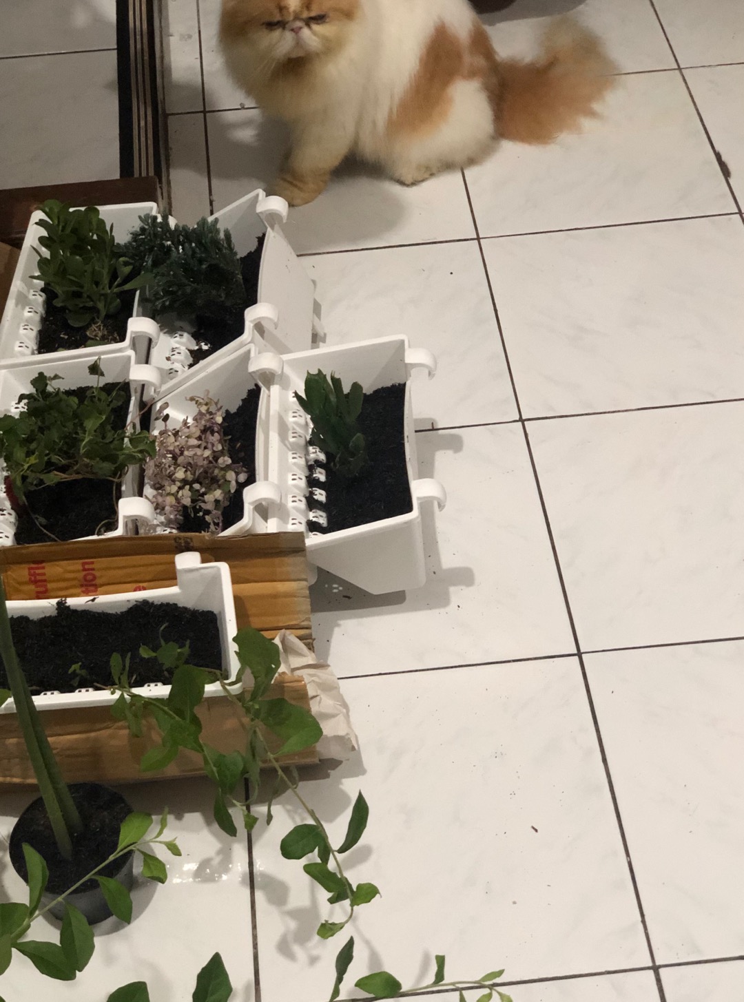 Tanaman Hias Sansevieria Cylindrica Snake Plant-sansivera