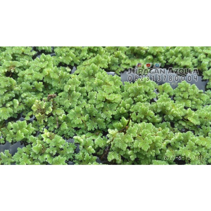 Tanaman Azolla microphylla Tanaman Air Apung Azolla pakan