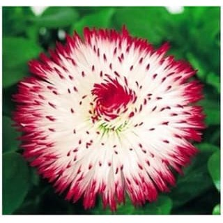 10 Benih biji bunga krisan / Cream