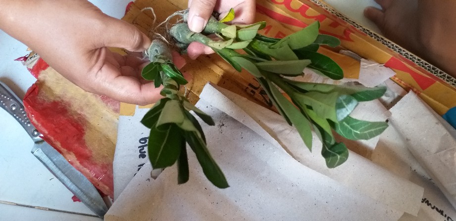 Bibit Adenium Waves Blue Ice Size A