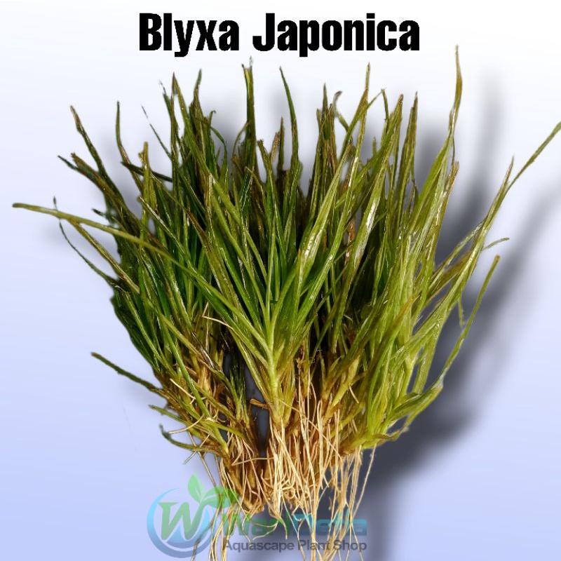 Blyxa Japonica Tanaman Aquascape Wabikusa