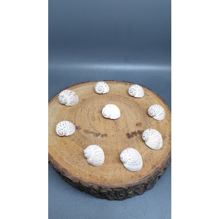 cangkang keong Macan