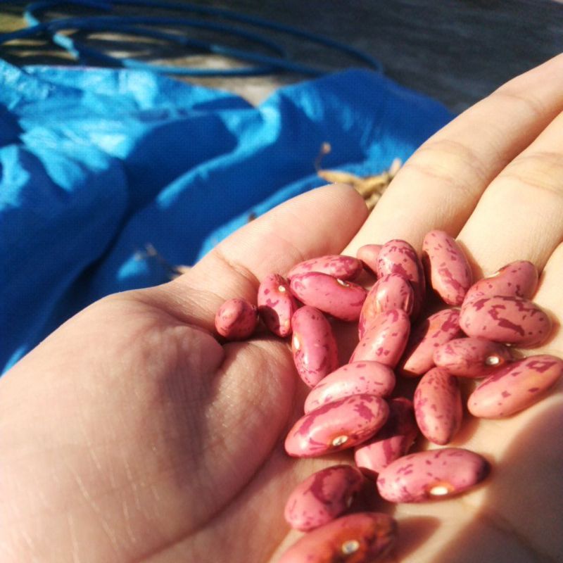 

Kacang Koro (Snerek / Kacang Merah)