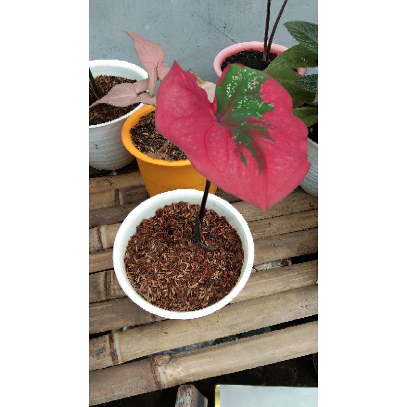 keladi baret merah DEWASA DAUN BESAR
