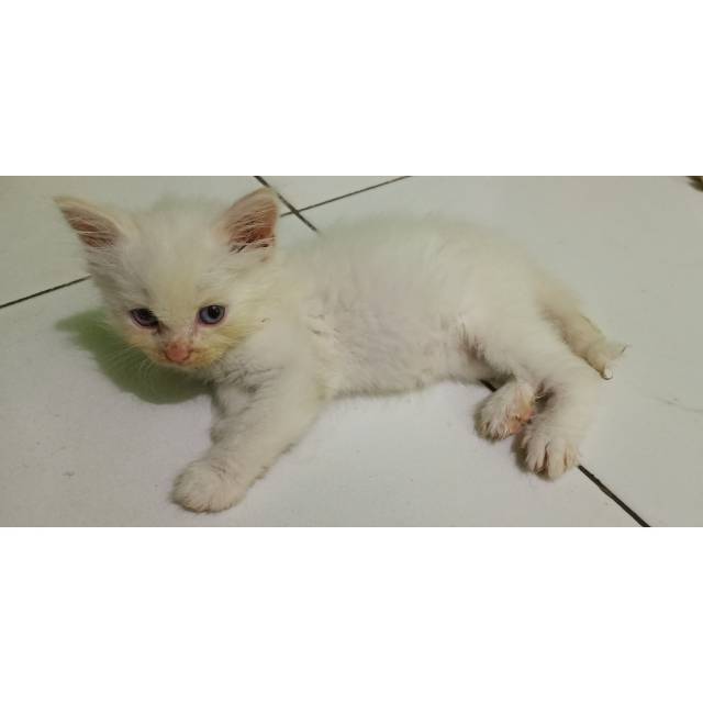 Kitten Usia 2 Bulan Persia Himalaya Bulu Kapas Shopee Indonesia