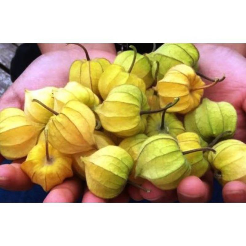 

Golden Berry/Ciplukan 100 Gram