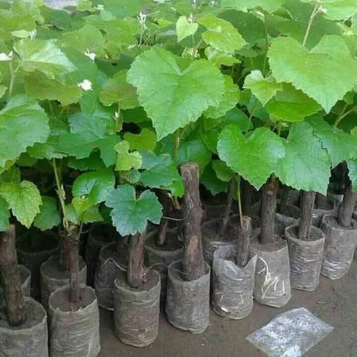 paket 5 bibit tanaman buah anggur merah dan hitam
