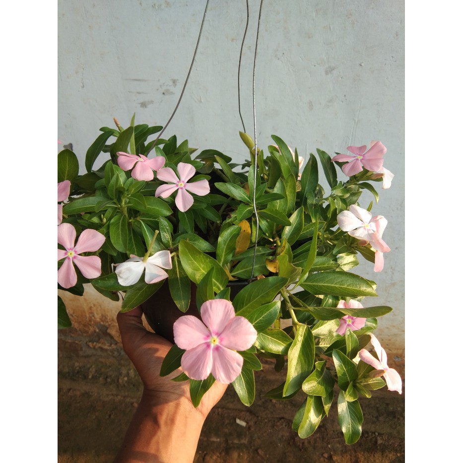 Bibit Benih Biji Bunga Vinca Grey - Biji Tanaman Bunga Vinca Grey - Bunga Vinca Grey - COD