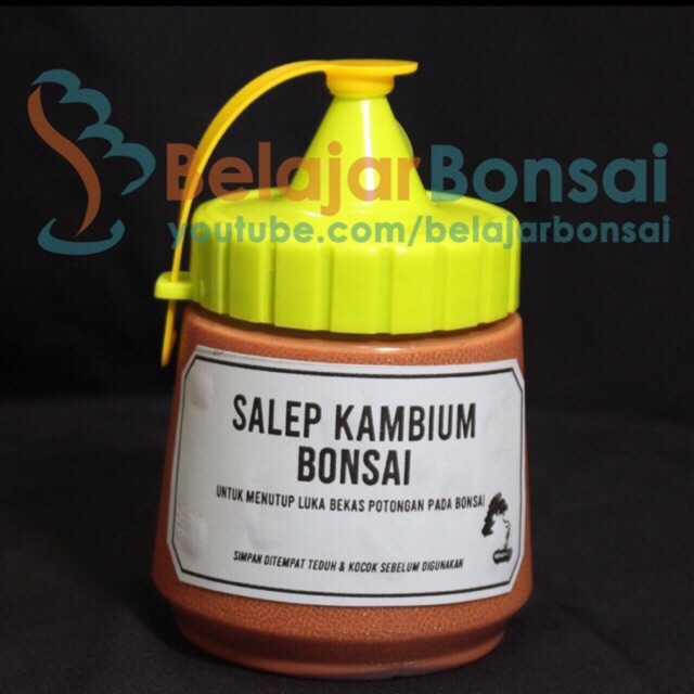 Salep kambium bonsai