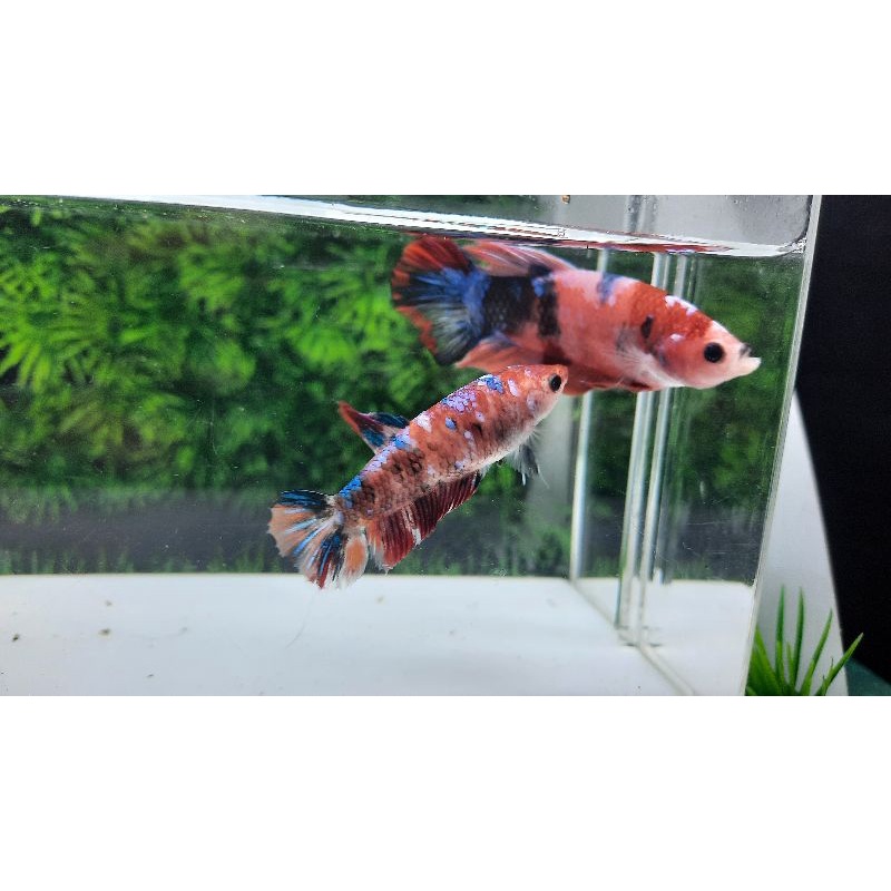 

cupang multicallor,1pair,sepasang