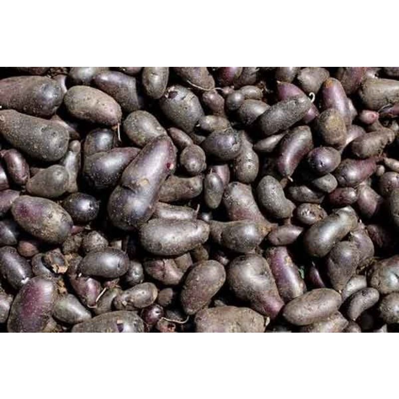 

Kumbili / Gembili /Ubi / kentang hitam/