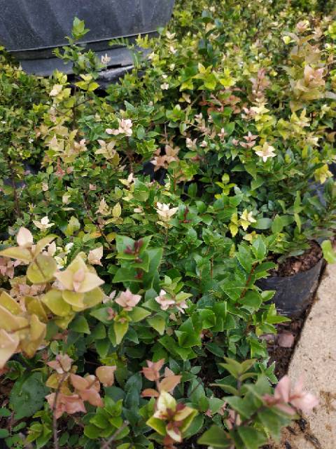 Bahan Bonsai Dewandaru Micro