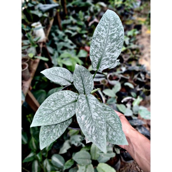 barang langka / homalomena schismatoglottis army borneo