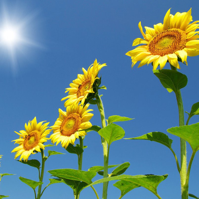  Bibit  Benih Seeds Biji Bunga  Matahari  Skyscraper Sunflower 