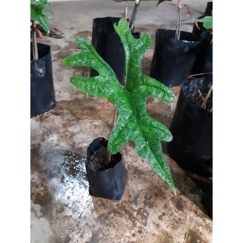 alocasia jacklyn anakan