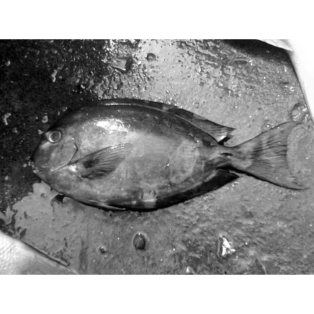 

Ikan Tawassang Hitam sudah dibersihkan Segar Pasar Online Makassar