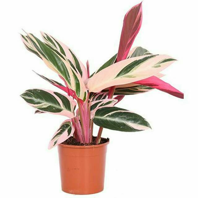 tanaman Calathea Triostar - calatea multicolor - chalatea merah putih / kalatea maranta bali