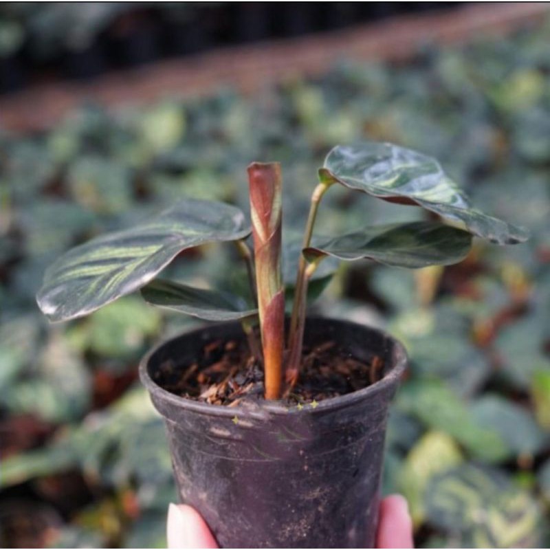 Baby Calathea Makoyana - 4 Daun - Calathea Peacock