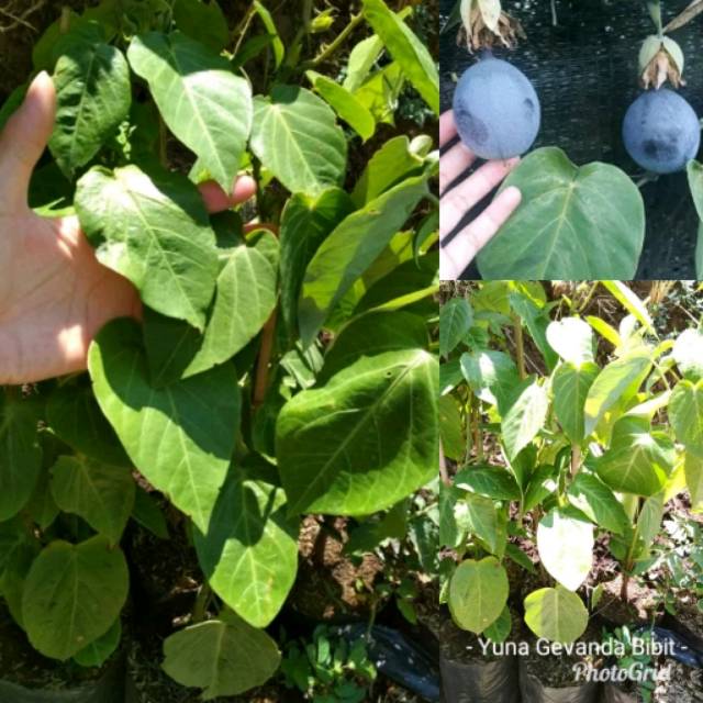 Bibit Buah Markisa Manis Tanaman Markisa