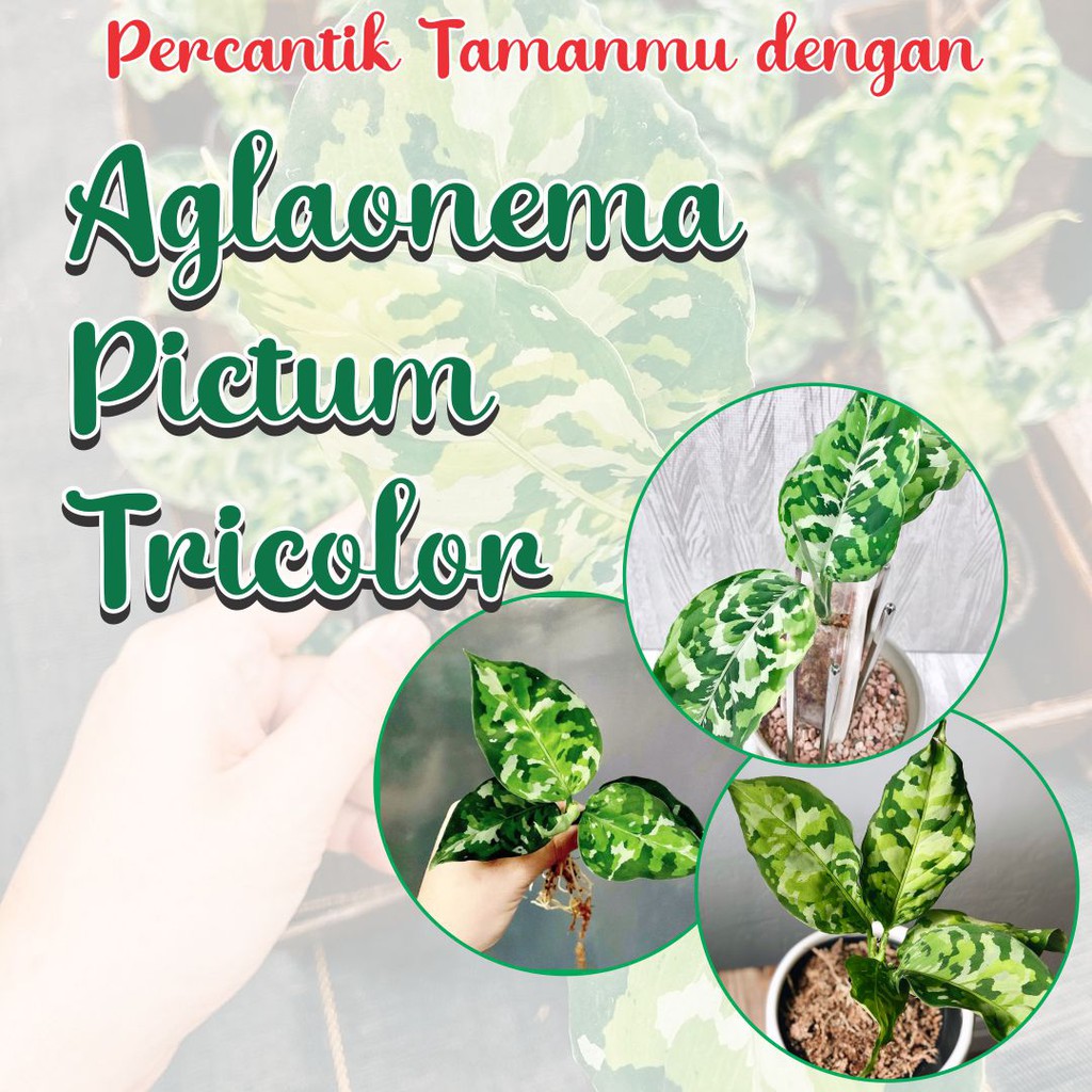 Bunga Aglaonema Pictum Tricolor