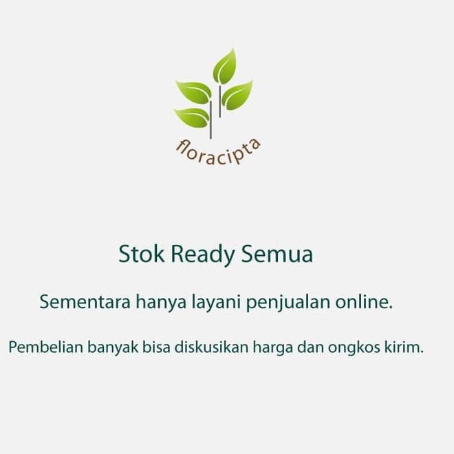 Bagus Bibit Tanaman Sambiloto Pohon Sambiloto Bibit Daun Sambiloto Obat Herbal