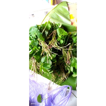 

DAUN PEGAGAN SEGAR 100 GRAM/DAUN ANTANAN/DAUN HERBAL PEGAGAN