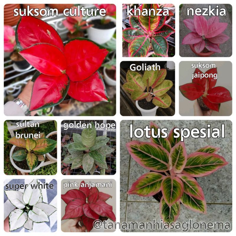 (COD) 10 PAKET BIBIT BONGGOL AGLONEMA MURAH | Bermacam jenis aglonema