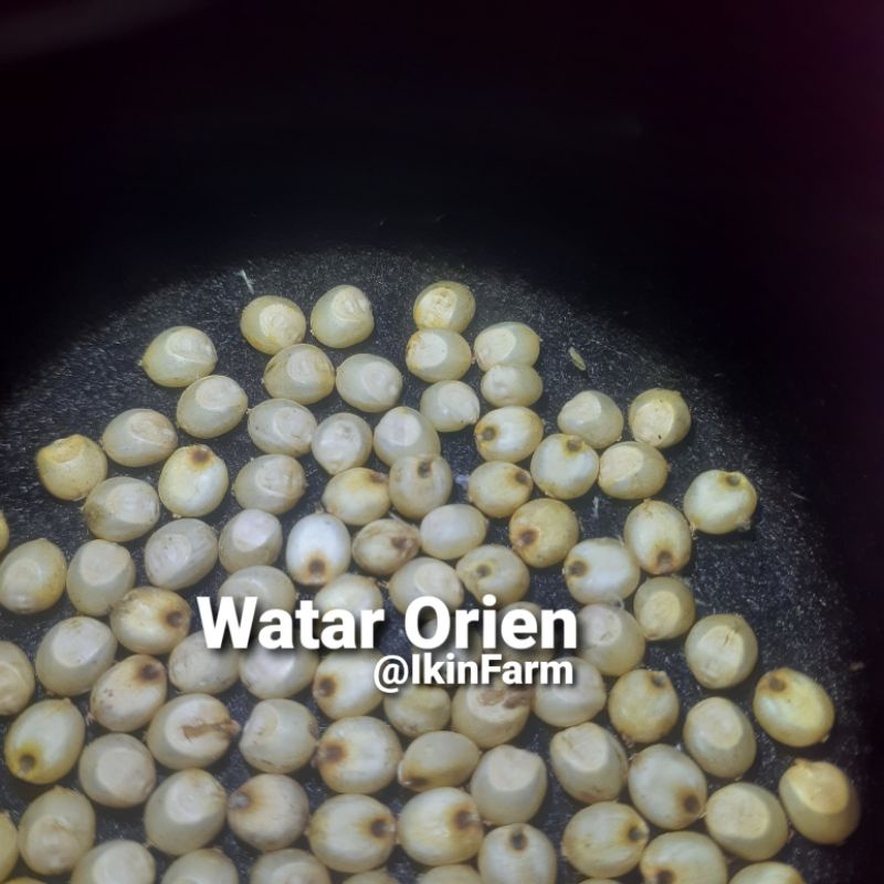 Biji Benih Sorgum Numbu Cantel Watar Orien